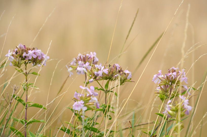 L'amour floral par YuThor Photography