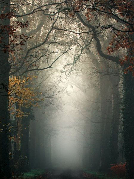 Neblige Magie von Niels Tichelaar