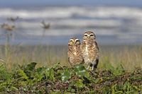 Zwei Eulen am Strand
