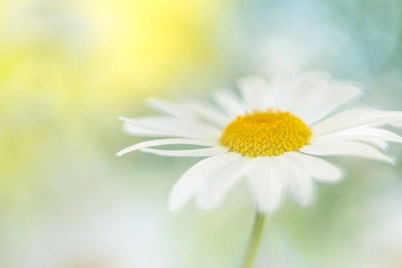 Daisys Himmel von Christl Deckx