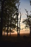 Sonnenaufgang im Deeler Wald.