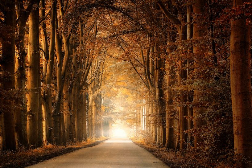 The Alley by Rigo Meens