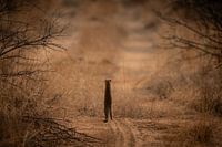 Vorsichtige Neugierde