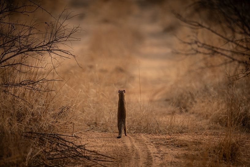 Vorsichtige Neugierde von Aniek - Through Blue eyes