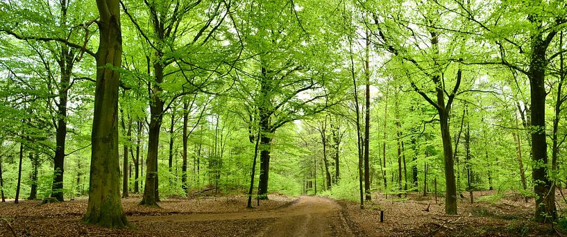 Wald-Panorama von Corinne Welp