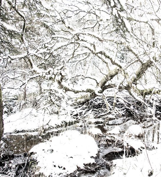 Forêt des Ardennes avec de la neige par Guido Rooseleer