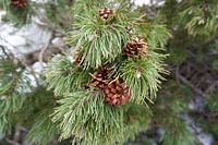 Makroaufnahme von Tannenzapfen an einem grünen Tannenzweig