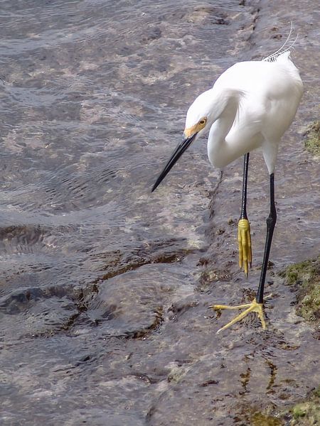 Bonaire von Eric van Nieuwland