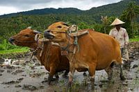 Pflügen auf die natürliche Art