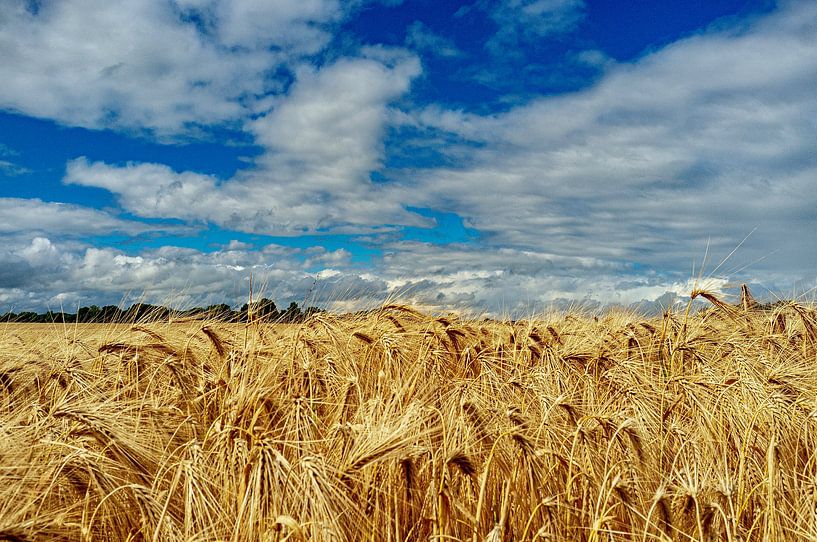 der goldene Mais von george vogelaar