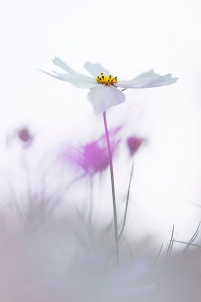 Lächle von Bob Daalder