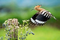 Fliegender Hopfen (Upupa epops) in Italien.