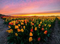 Sonnenuntergang auf den Tulpenfeldern!