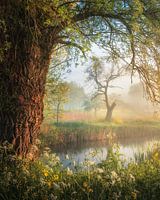Sprookjesachtige ochtendscène