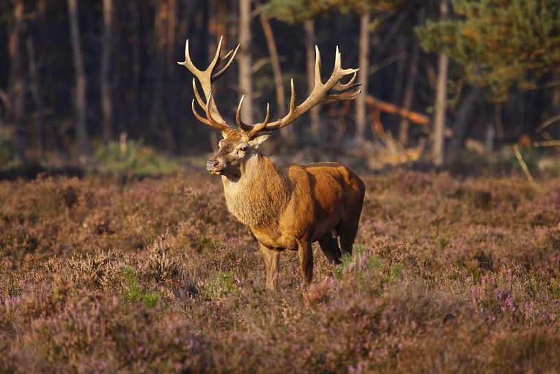 Edelhert par James Barker