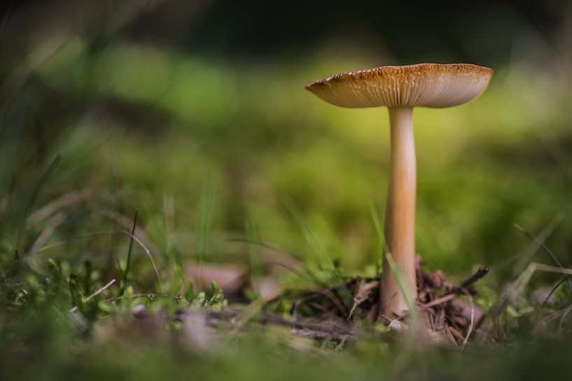 Pilz von Martzen Fotografie