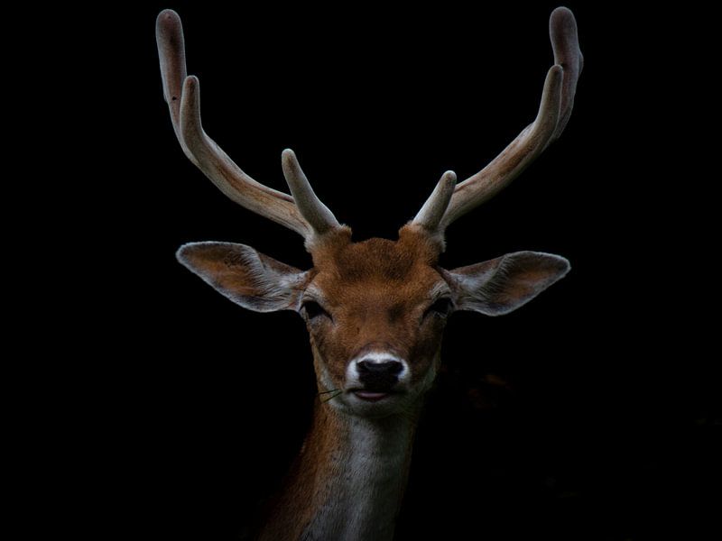 deer by Bianca  Hinnen