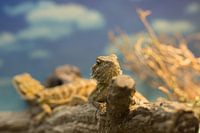 Baardagame in terrarium