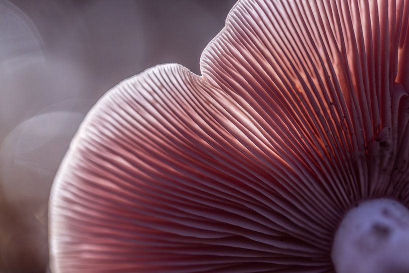 Mushroom by Carolina Roepers