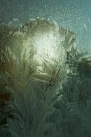 Ice flowers with morning light