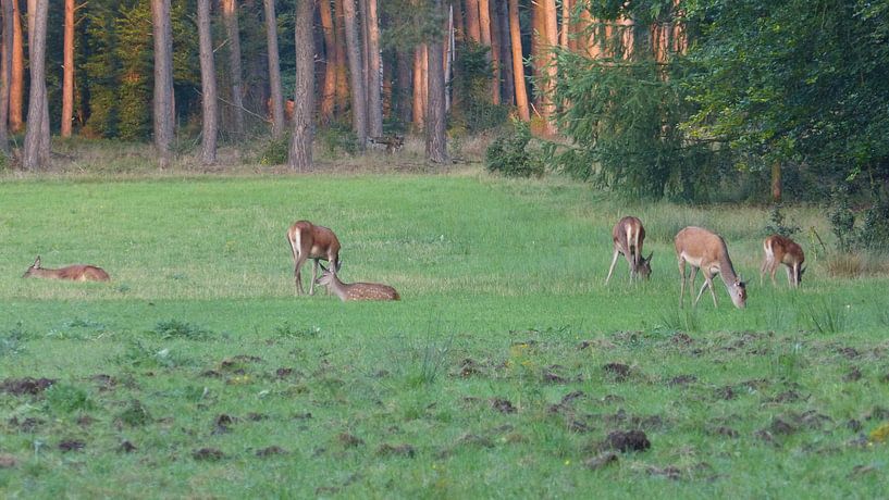 Herten, Zwijnen by Gijs van Veldhuizen