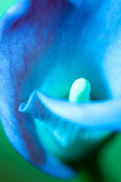 Nature morte d'un magnifique Calla par Hanny Andela - Andelafotografie