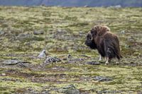 Musk ox in the tundra