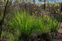 Dauw bij de Stulp, Lage Vuursche
