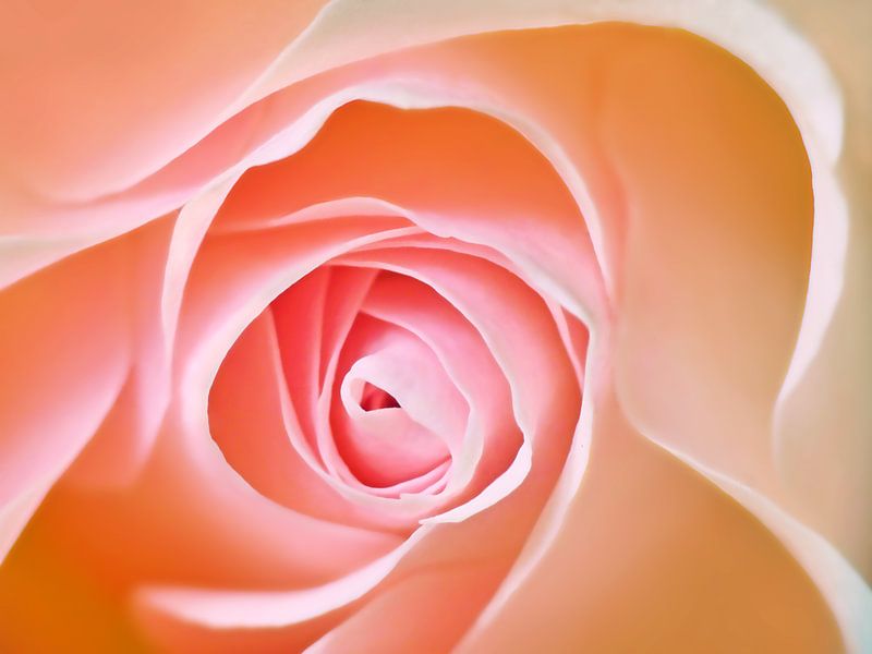 Soft Rose in Pink (Pink Rose) by Caroline Lichthart