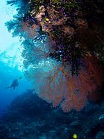 Gorgonia and a diver