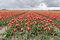 Yellow and Orange Tulipfield