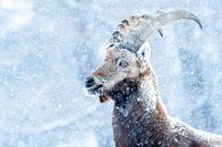 Portrait of a Capricorn