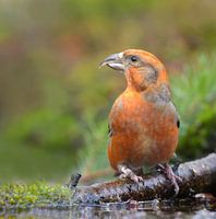 Een vleugje vuur aan de vijver