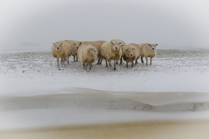 Les moutons dans le froid de l'hiver par Jaap Terpstra