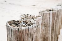 Paalhoofd met mossel, met vage achtergrond.