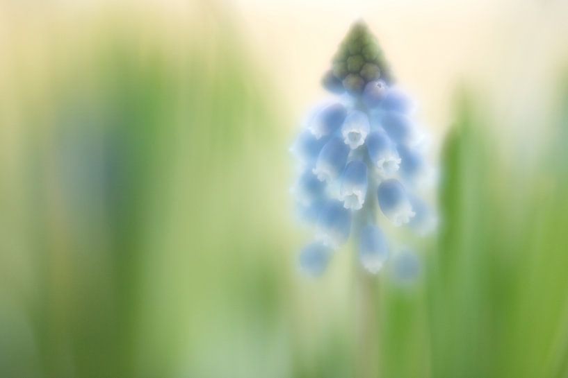 Muscari by Janny Kleijn