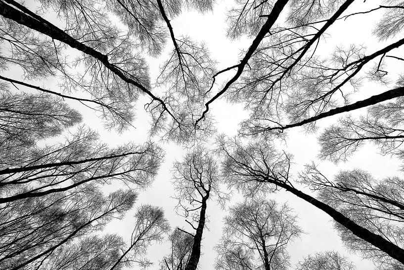 Onder de berken van Remco Stunnenberg