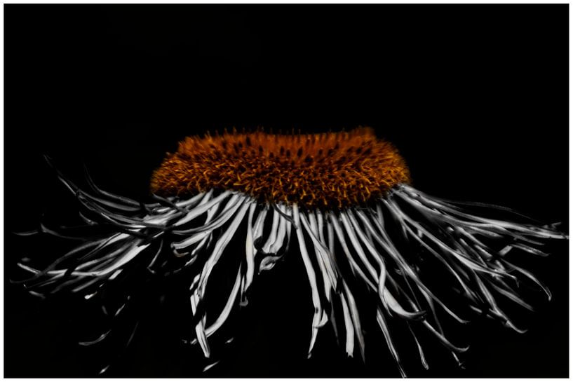 Paardebloem par Harry Stok