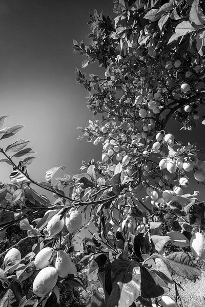 Zitronen schwarz-weiß von Manfred Voss, Schwarz-weiss Fotografie