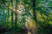 Gorgeous sun harp in autumn, Overijssel, Netherlands.