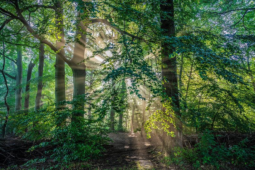 Gorgeous sun harp in autumn, Overijssel, Netherlands. by Ronald Harmsen