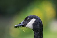 Close up Great Canada Goose