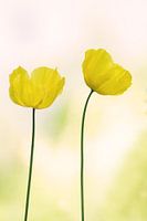 Papaver ( gele bloem)