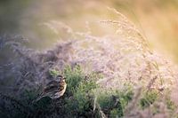 Verträumter Wiesenpieper in einem Dornenwald, der die letzten Strahlen der untergehenden Sonne genießt