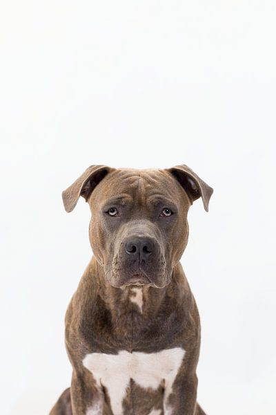 Amstaff Harry von Janine Bekker Photography