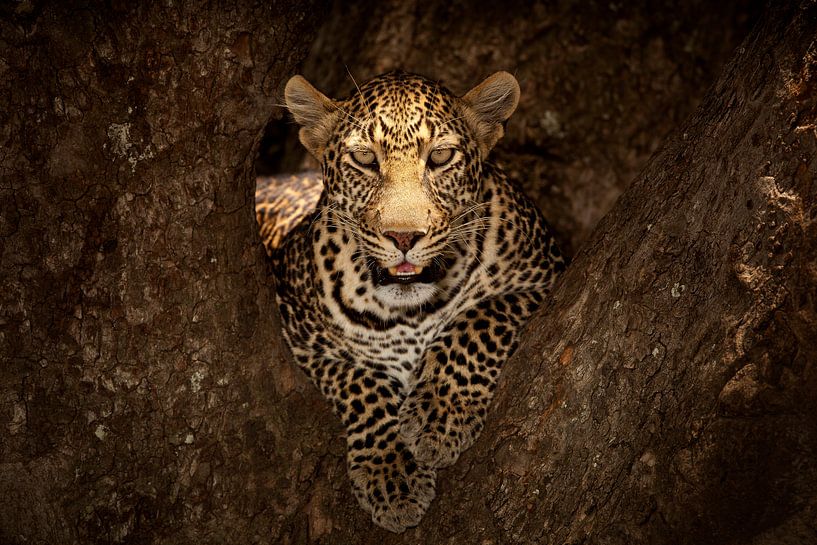 Leopard beim Ausruhen auf einem Baum in der Masai Mara von Ozkan Ozmen / Big Lens Adventures