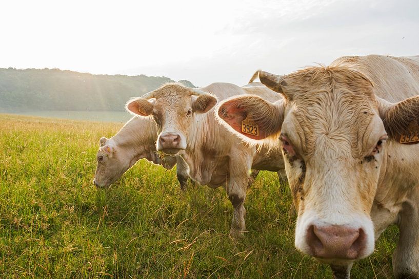 Neugierige Kühe auf der Wiese bei Sonnenuntergang von Blond Beeld