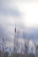 Gras tegen de ondergaande zon