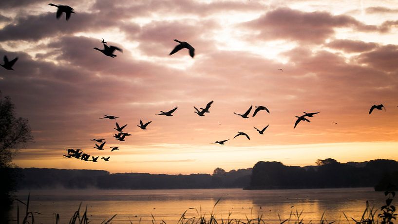 Vögel in der Morgensonne von Jonas Demeulemeester