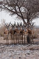 Springboks in Africa